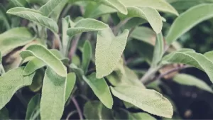 Saç Dökülmesine Karşı Adaçayı Yağı İçeren Doğal Formülasyonlar